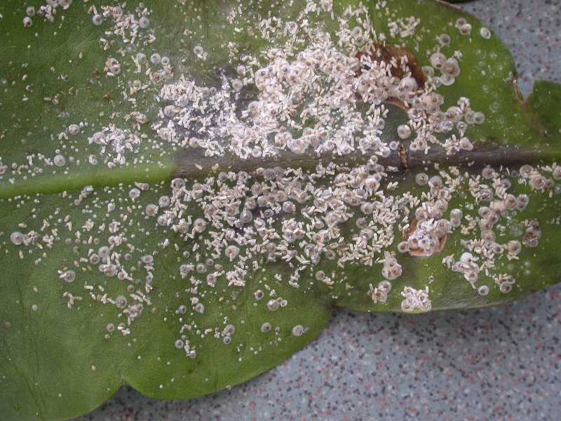 Insect pests of cacti and succulents grown as house plants